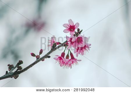 Prunus Cerasoides Are Beautiful Pink In Nature.in The North Of Thailand Flowering During January - F