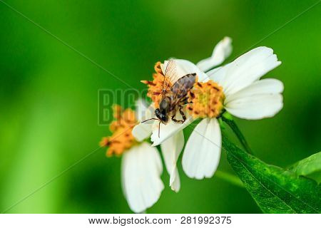 The Small Bee Is Eating Sweet Water On The Pollen. Spanish Needle