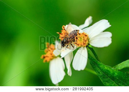 The Small Bee Is Eating Sweet Water On The Pollen. Spanish Needle