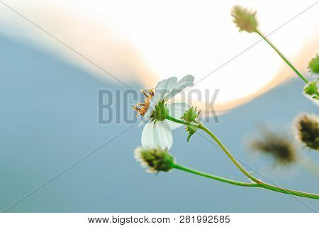 The Spanish Needle Is Both Flowers, Herbs And Weeds.