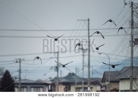 Ducks Birds Flying Among Electric And Telephone Wires In The Evening In The North Of Japan.