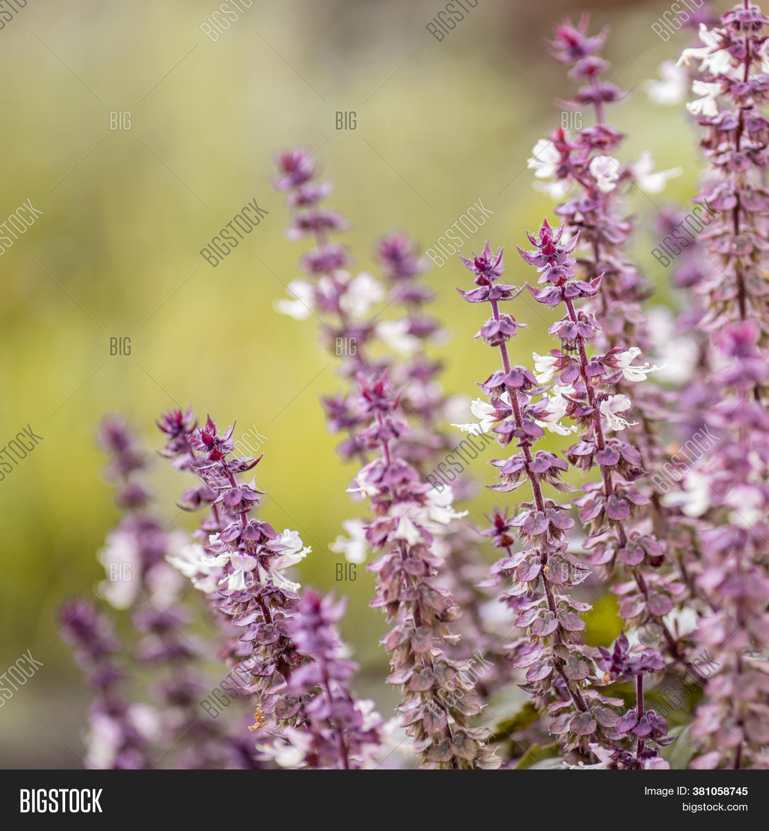 Basil Leaves Flowers, Image & Photo (Free Trial) Bigstock