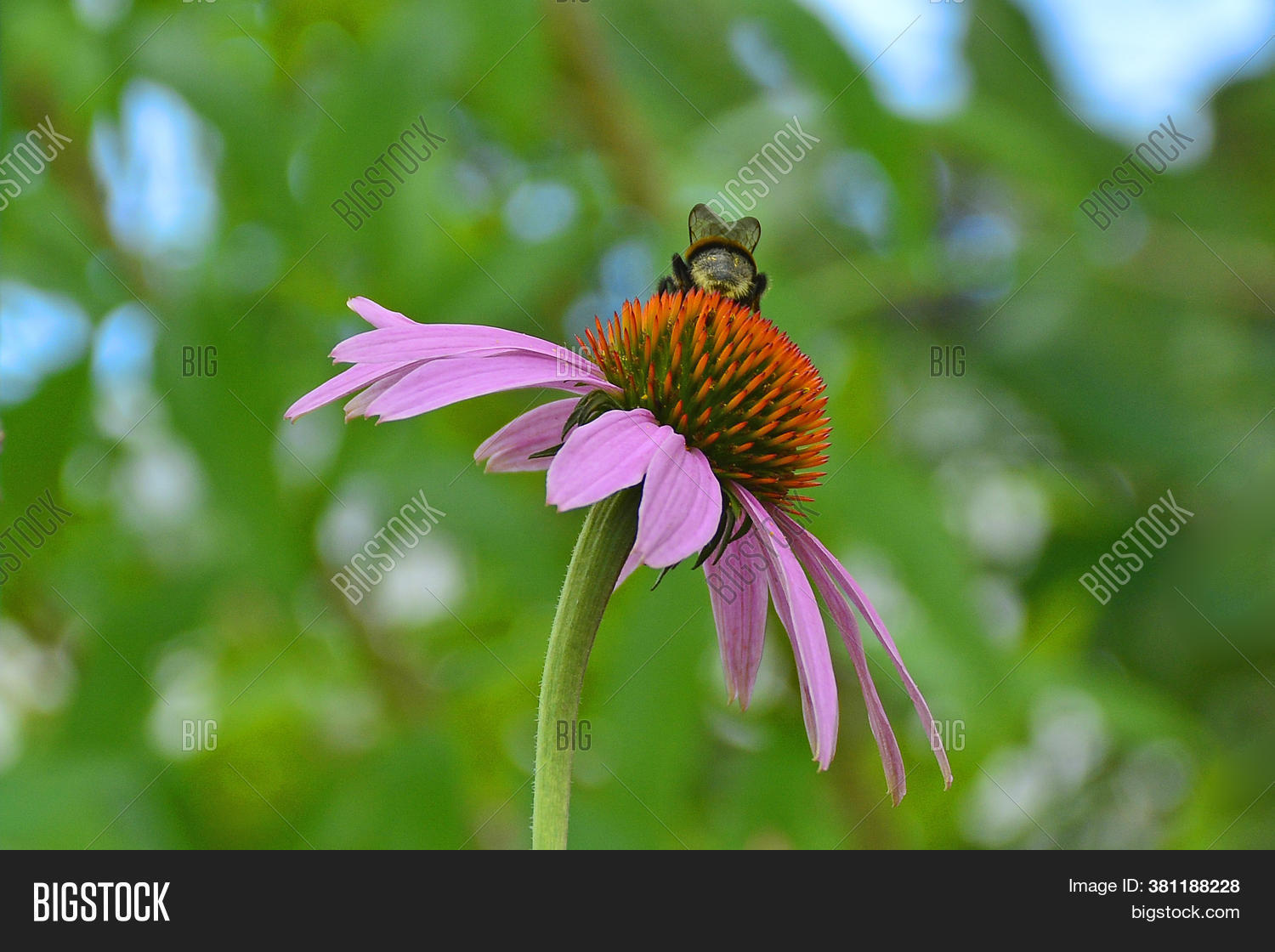 Bee On Echinacea Image & Photo (Free Trial) Bigstock