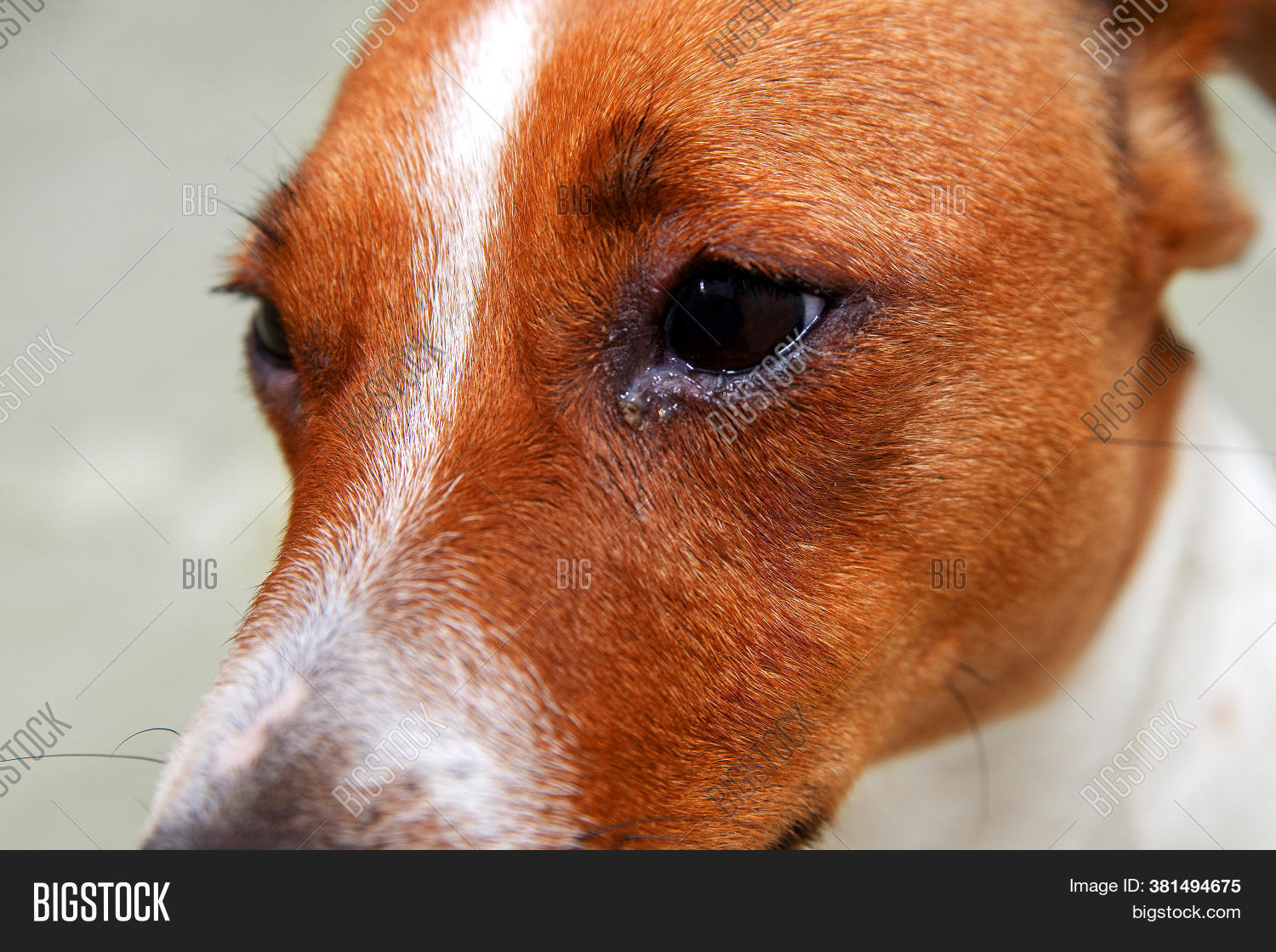 Dog Eyes Infection Image & Photo (Free Trial) Bigstock