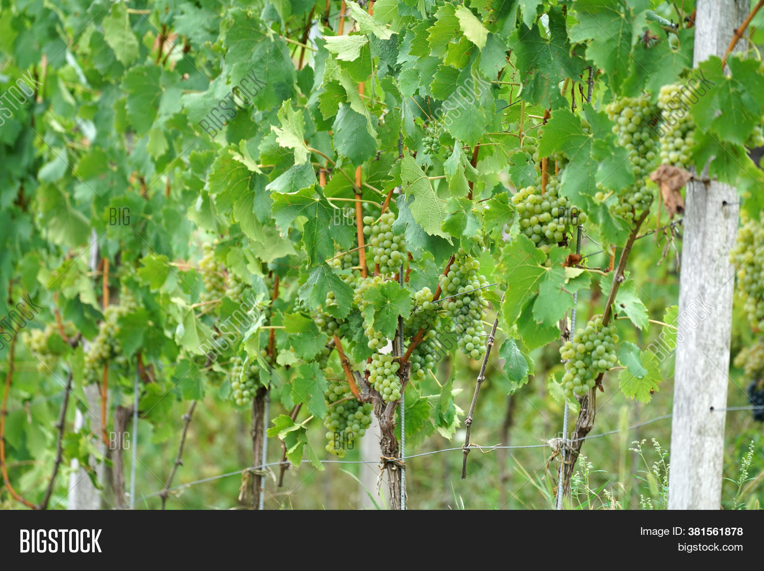 Grapes Fruit Stands Image & Photo (Free Trial) Bigstock