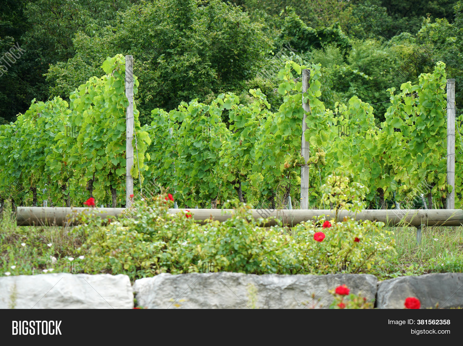 Grapes Fruit Stands Image & Photo (Free Trial) Bigstock