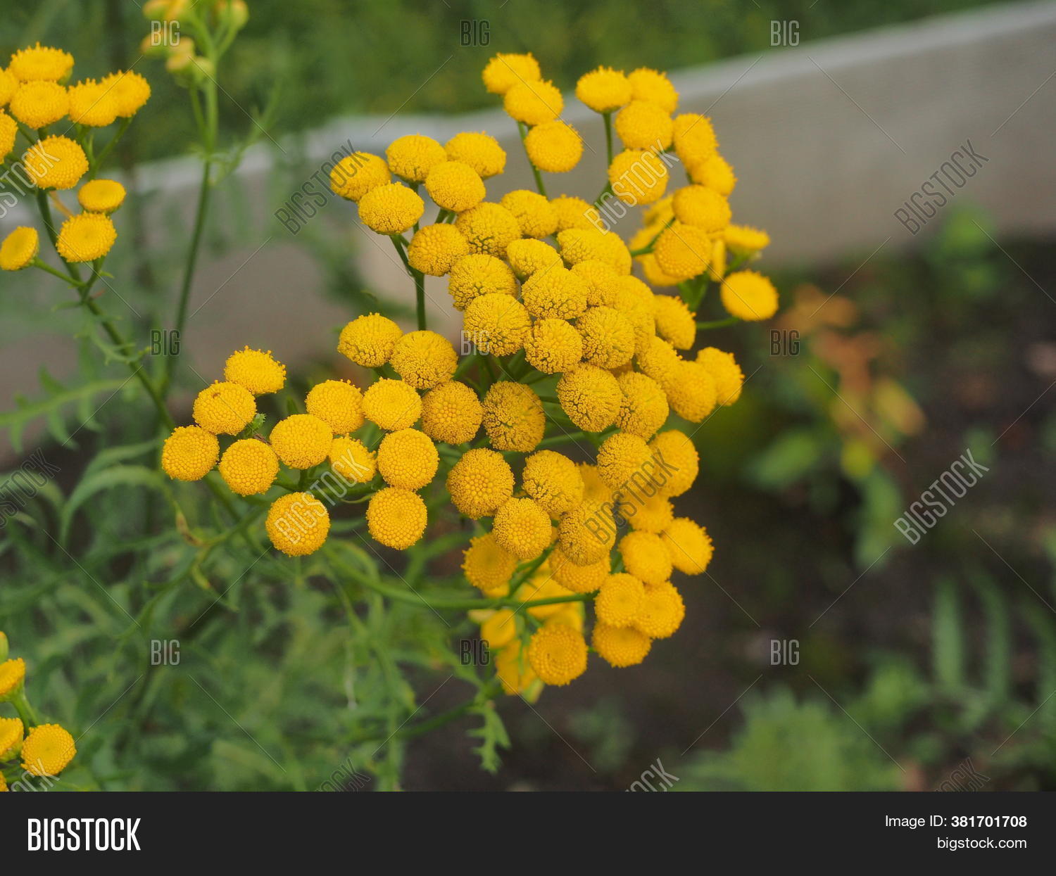 Clusters Small Round Image & Photo (Free Trial) Bigstock