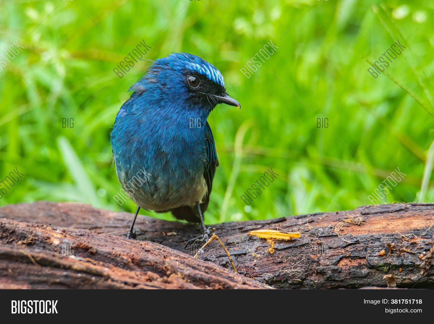Beautiful Blue Color Image & Photo (Free Trial) | Bigstock