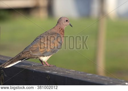 Laughing Dove Close Up On Blurred Background