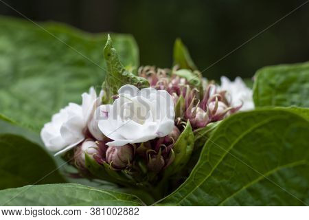 Glory Bower, Rose Clerodendrum, Burma Conehead Or Lady Nugent's Rose Bloom In The Garden Is Herb Of 