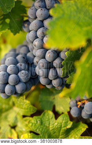 Close Up Of Red Merlot Grapes In Vineyard. Medoc, Gironde, Aquitaine. France