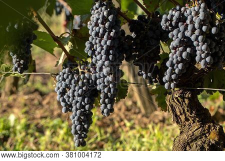 Close Up Of Red Merlot Grapes In Vineyard. Medoc, Gironde, Aquitaine. France