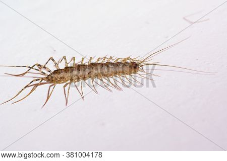 Giant Centipede In The House. Emetophobia, Afraid Of The Big Bugs. Stock Photo