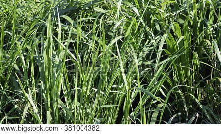 A Stand Of Green Swampgrass In A Louisiana Swamp.