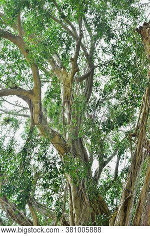 Big Tree Root In The Jungle Wild. Amazing Banyan Root In Deep Tropical Forest. A Old Tree Has Roots