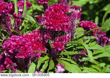 Giant Fuchsia Colored Celosia Cristata Crested Cockscomb In Bright Sunlight Against Green Leaves Wit