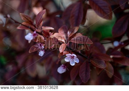 Close-up Photo Of Rosy Flower Of Peach Tree