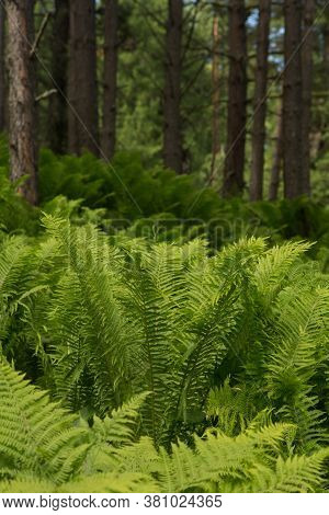 Beautiful Ferns Leaves Green Foliage Nature. Floral Fern Background. Ferns Leaves Green Foliage. Tro