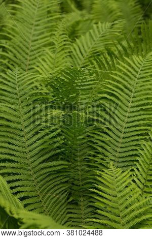 Beautiful Ferns Leaves Green Foliage Nature. Floral Fern Background. Ferns Leaves Green Foliage. Tro