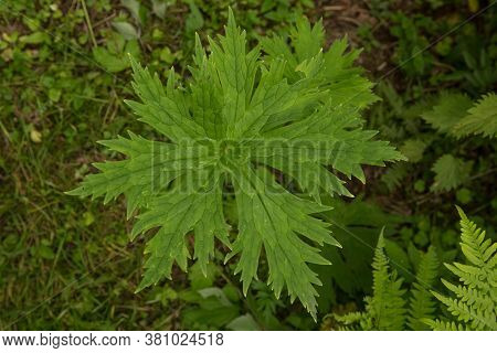 Aconitum Septentrionale With Rain Droplets On A Natural Green Blurred Background
