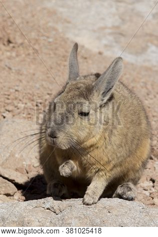 The Northern Viscacha, Lagidium Peruanum