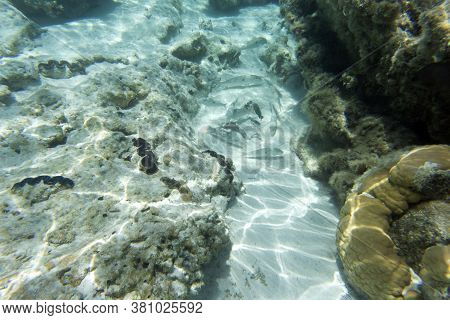 A Photo Of The Wonderful Sea Life In New Caledonia