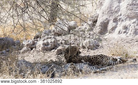 A Cheeta Rest Under Bush In Namibia