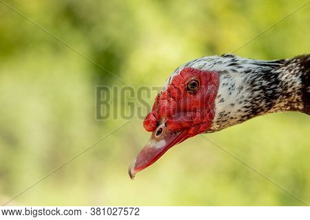 Portrait Of A Duckling. Duck Head Close Up. Macro Shot. Black Bird. Black Domestic Ducks