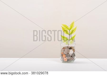 Many Money Coin In Jar Or Glass Bottle, Tree Leaf Inside In Stack Conin. Business Finance And Money