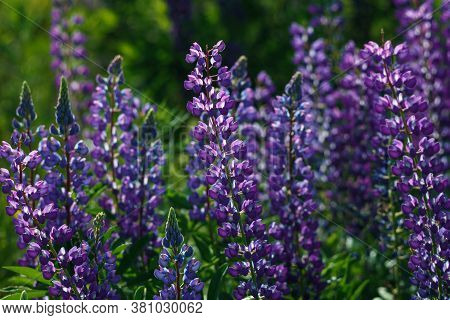 Lupinus Field With Pink Purple, Blue And Violet Flowers. Lupinus Meadow.