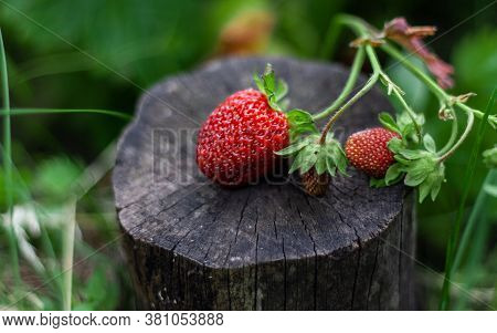 Three Red Strawberries Lie On A Stump Against A Background Of Green Leaves. A Beautiful Composition 