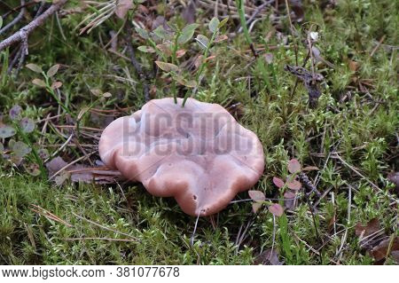 Hydnellum Peckii Mushroom In Pine Forest. Close-up Photo