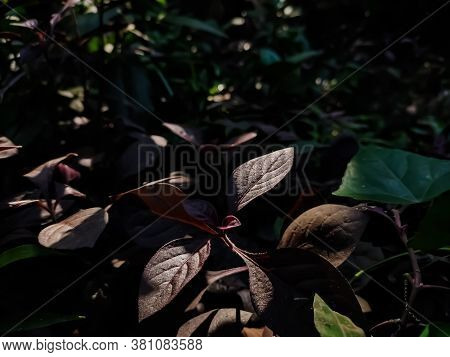 Alternanthera Is A Genus Of Flowering Plants In The Family Amaranthaceae. It Is A Widespread Genus W