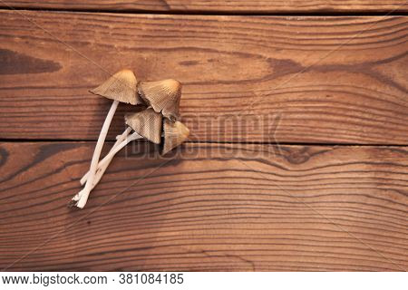 Toxic Mushroom Lies Wooden Table Background Poison Mushrooms Do Not Eat. Season Drugs Mycelium Free 
