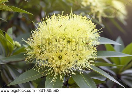 Golden Penda, Expo Gold, First Love, Love At First Sight On Nature Background In The Garden.