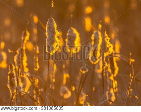 Common Bulrush (typha Latifolia) Seeding In Autumn Under Orange Light Of Setting Sun