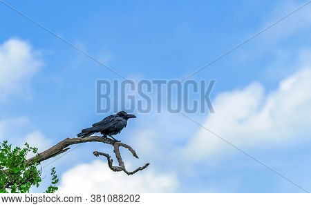 Crow Perched On High Branch