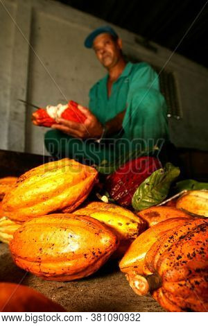 Ilheus, Bahia / Brazil - November 21, 2011: Employee Of A Cocoa Plantation Farm Is Seen During Harve