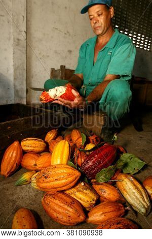 Ilheus, Bahia / Brazil - November 21, 2011: Employee Of A Cocoa Plantation Farm Is Seen During Harve