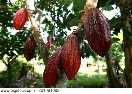 Ilheus, Bahia / Brazil - November 21, 2011: Cocoa Plantation On A Chocolate Production Farm In The C