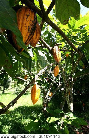 Ilheus, Bahia / Brazil - November 21, 2011: Cocoa Plantation On A Chocolate Production Farm In The C