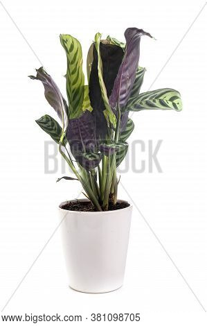 Calathea Plant In Front Of White Background