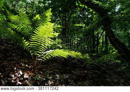 Fern In A Dark Forest, Lit By The Sun.
