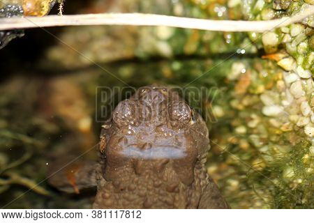 A Common Toad Bufo Bufo On The Edge Of A Pond.