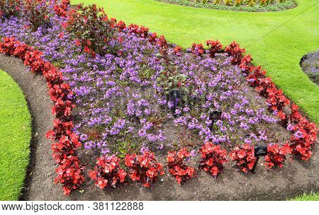 Beautiful Flowerbed With Red Begonias And Purple Scaevola.