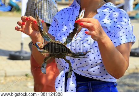 Woman Holds A Large Blue Crab, Callinectes Sapidus, With Big Claws. Crab Fishing, Gourmet Seafood De