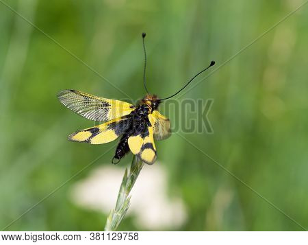 Owlfly Libelloides Macaronius Male - Yellow And Black Insect On Grass