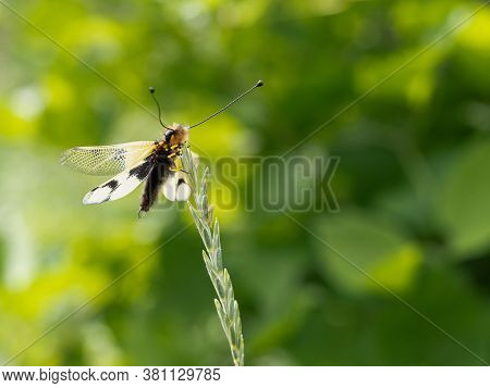 Owlfly Libelloides Macaronius Male - Yellow And Black Insect On Grass