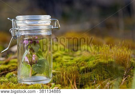 Essential Oil And A Glass Bottle On Blur Fresh Herbs Background. (selective Focus)