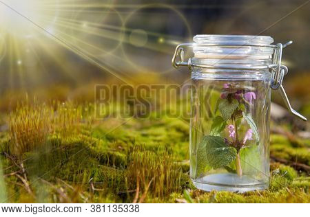 Natural Medicines Research, Green Drug Discovery In (selective Focus)